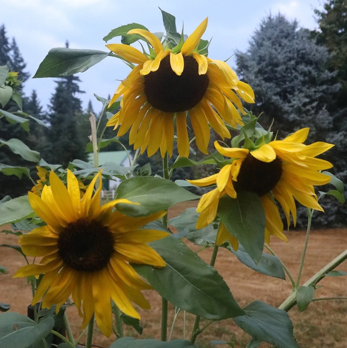 Sunflower ページ New species of fuzzy sunflower found by national park
